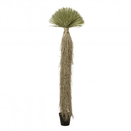 Plante décorative Yucca 240cm Kare Design