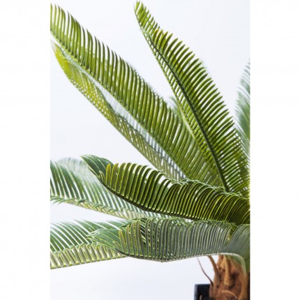 Deco Plant Cycas 78cm Kare Design