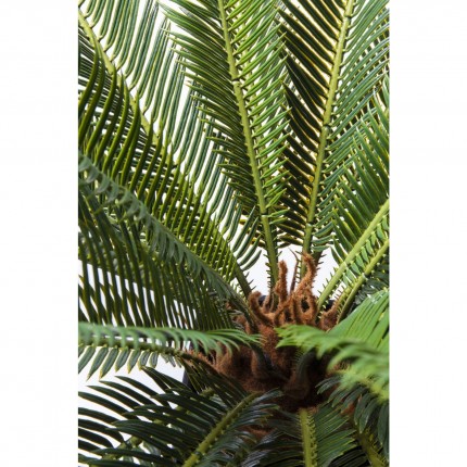 Deco Plant Cycas 78cm Kare Design