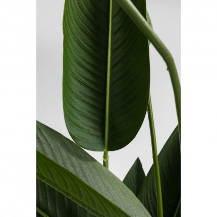 Deco Plant Strelitzia Reginae 190cm Kare Design