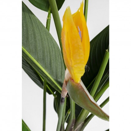 Deco Plant Strelitzia Reginae 190cm Kare Design